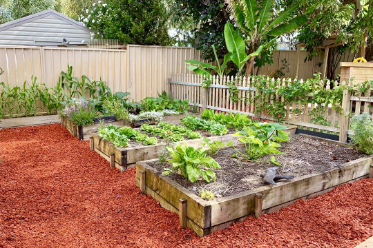Garden Doctor Consultations - Gaias Organic Gardens