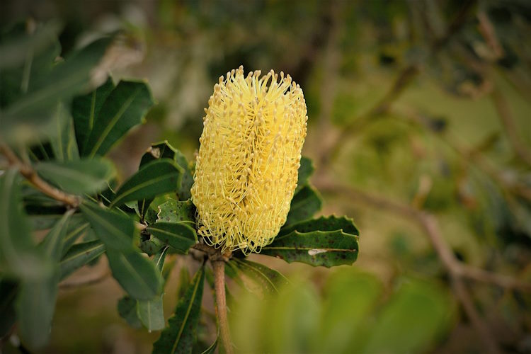 Gaia’s Favourite Native Cut Flowers